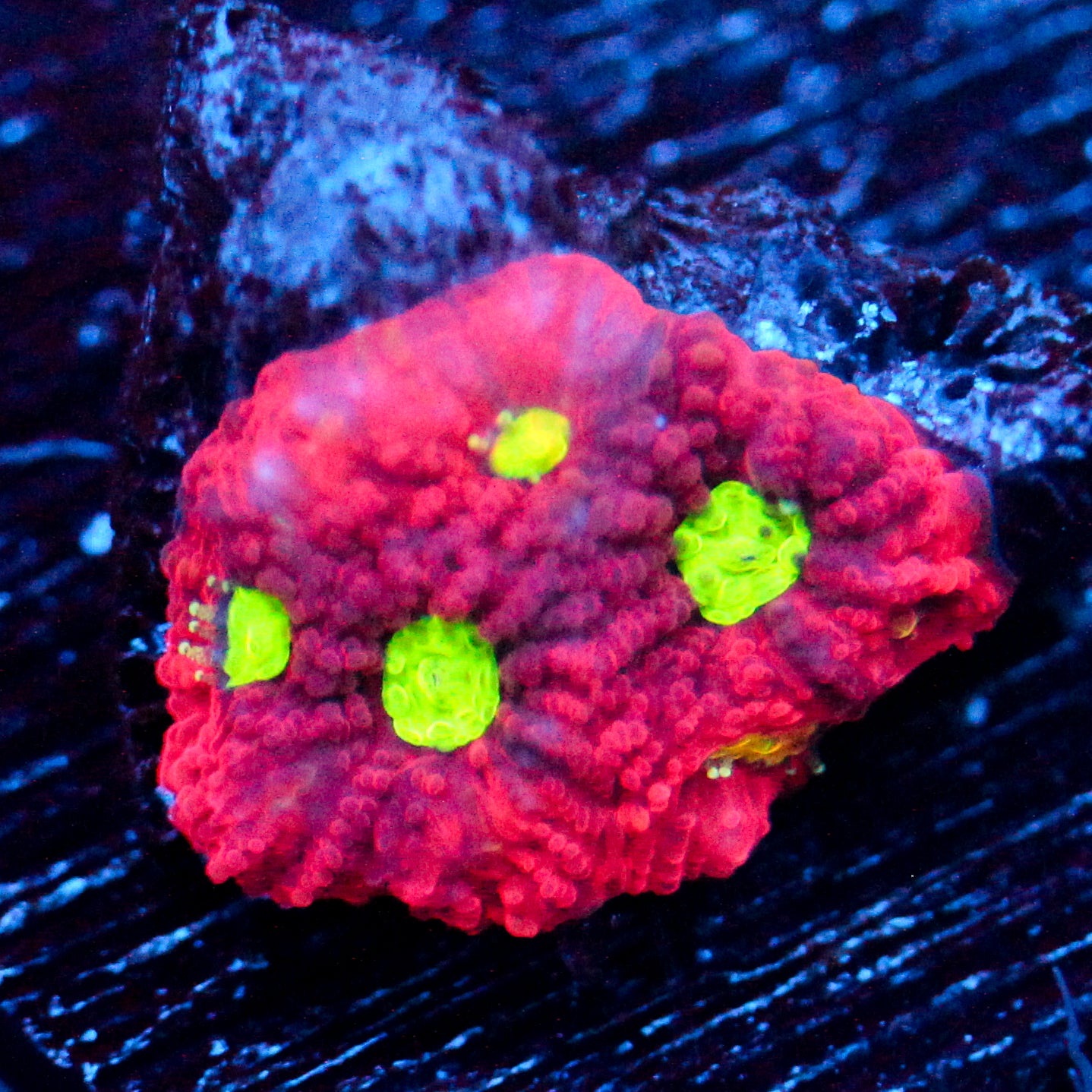 JC Red Crush Favia