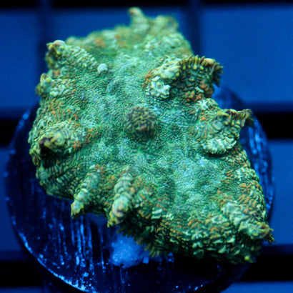 JC Lush Biome Rhodactis