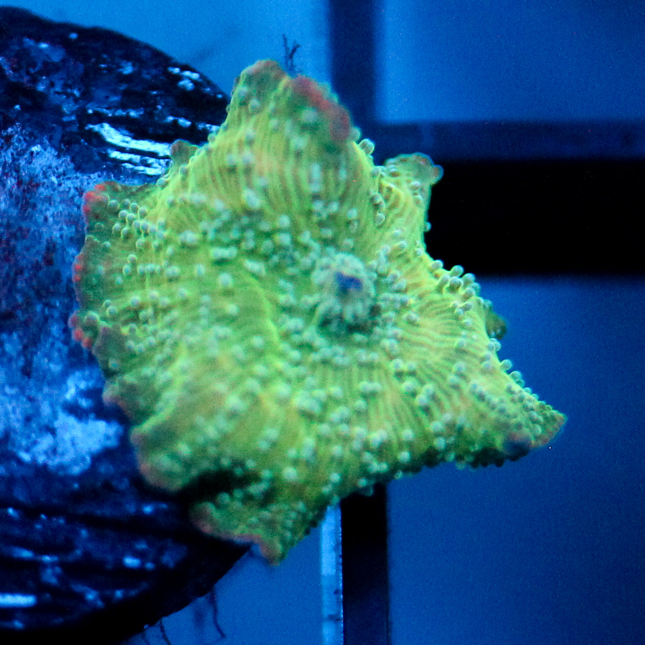 JC Frog Skin Discosoma