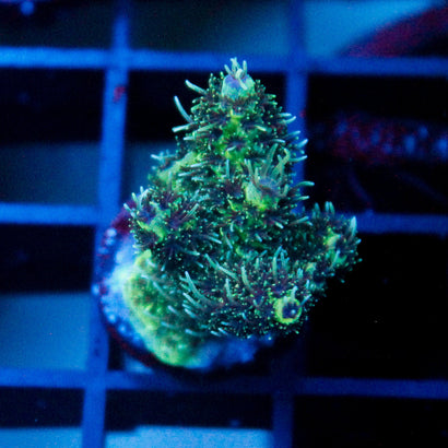 JC Medusa