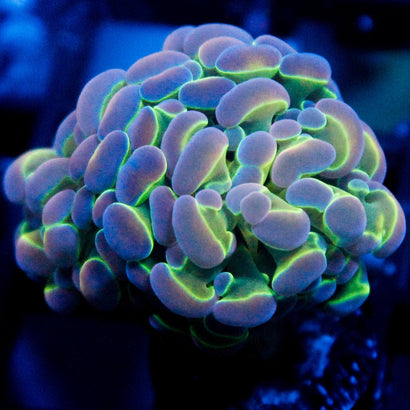 JC Ultra Hologram Hammer