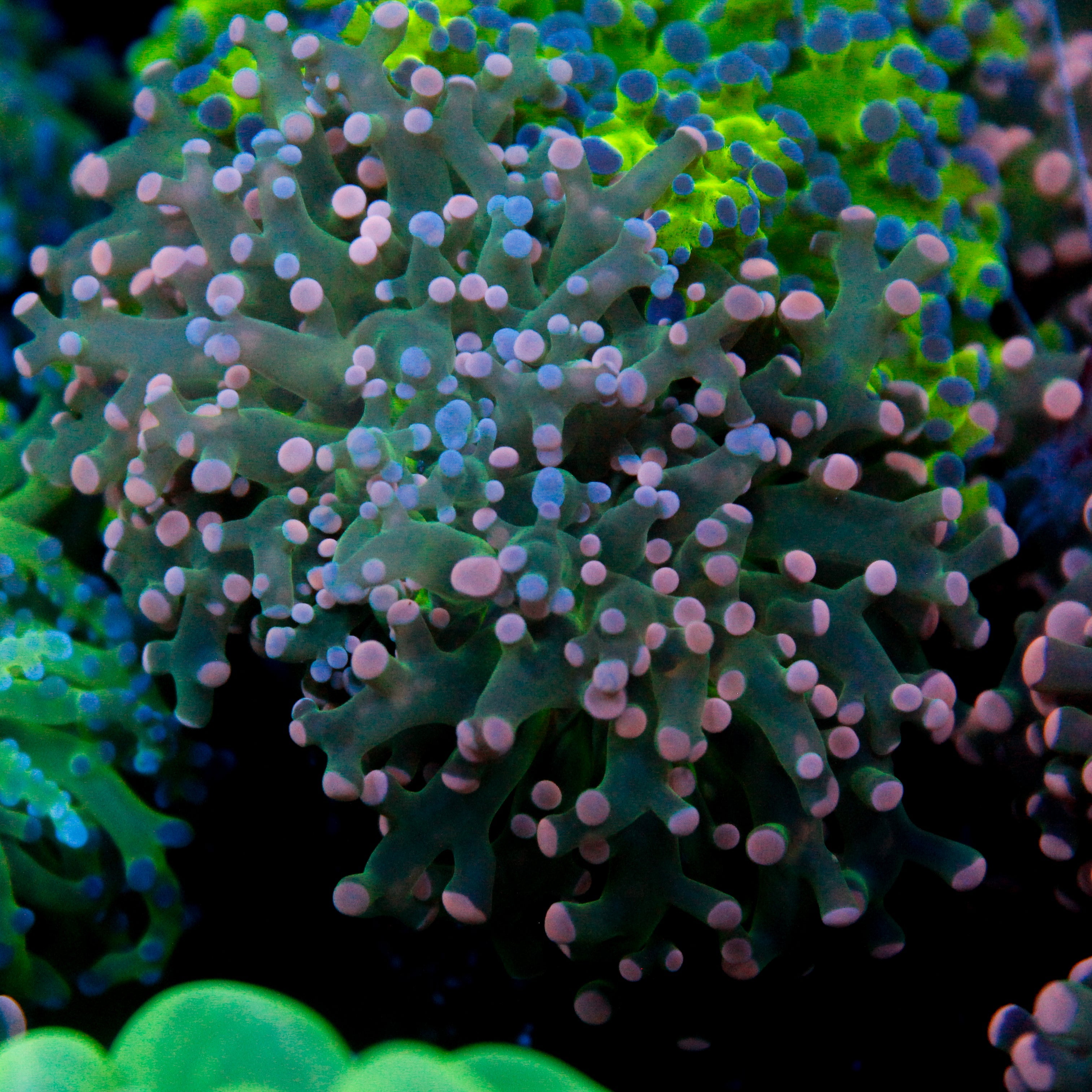JC Pink Tip Octo
