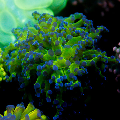JC Hulk Octo