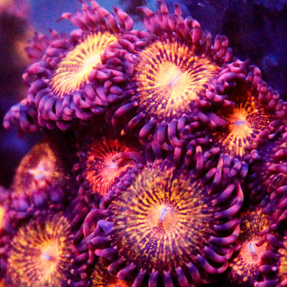 JC Speckled Kraze Zoa