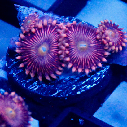 JC Purple Star