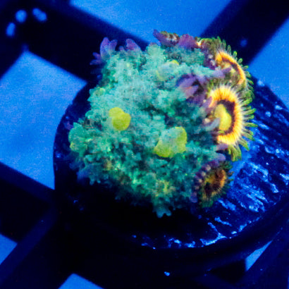 JC Alien Bounce Shroom