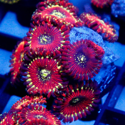 Magician Zoa