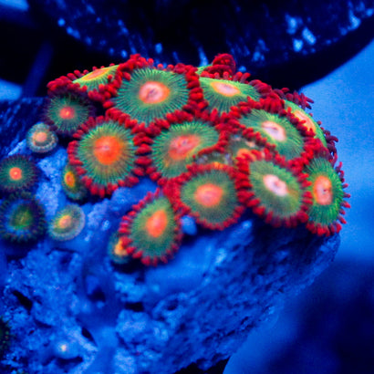 Gatorade Zoa