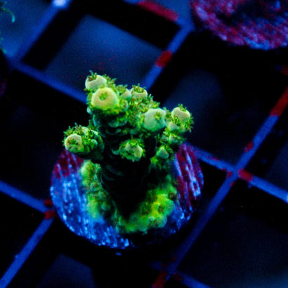 JC Toxic Grass
