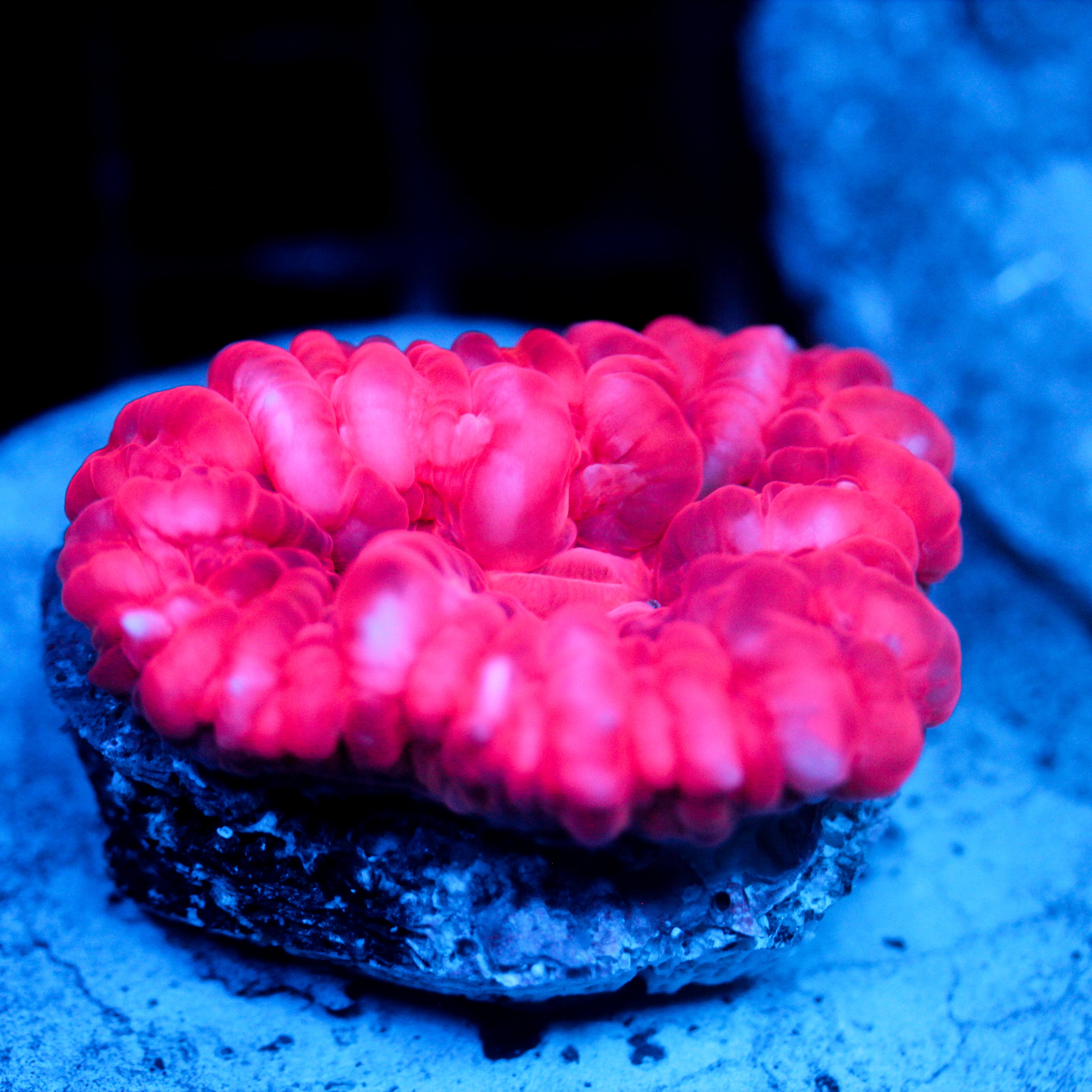 JC Hot Pink Cynarina 2.5"+
