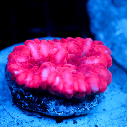 JC Hot Pink Cynarina 2.5"+