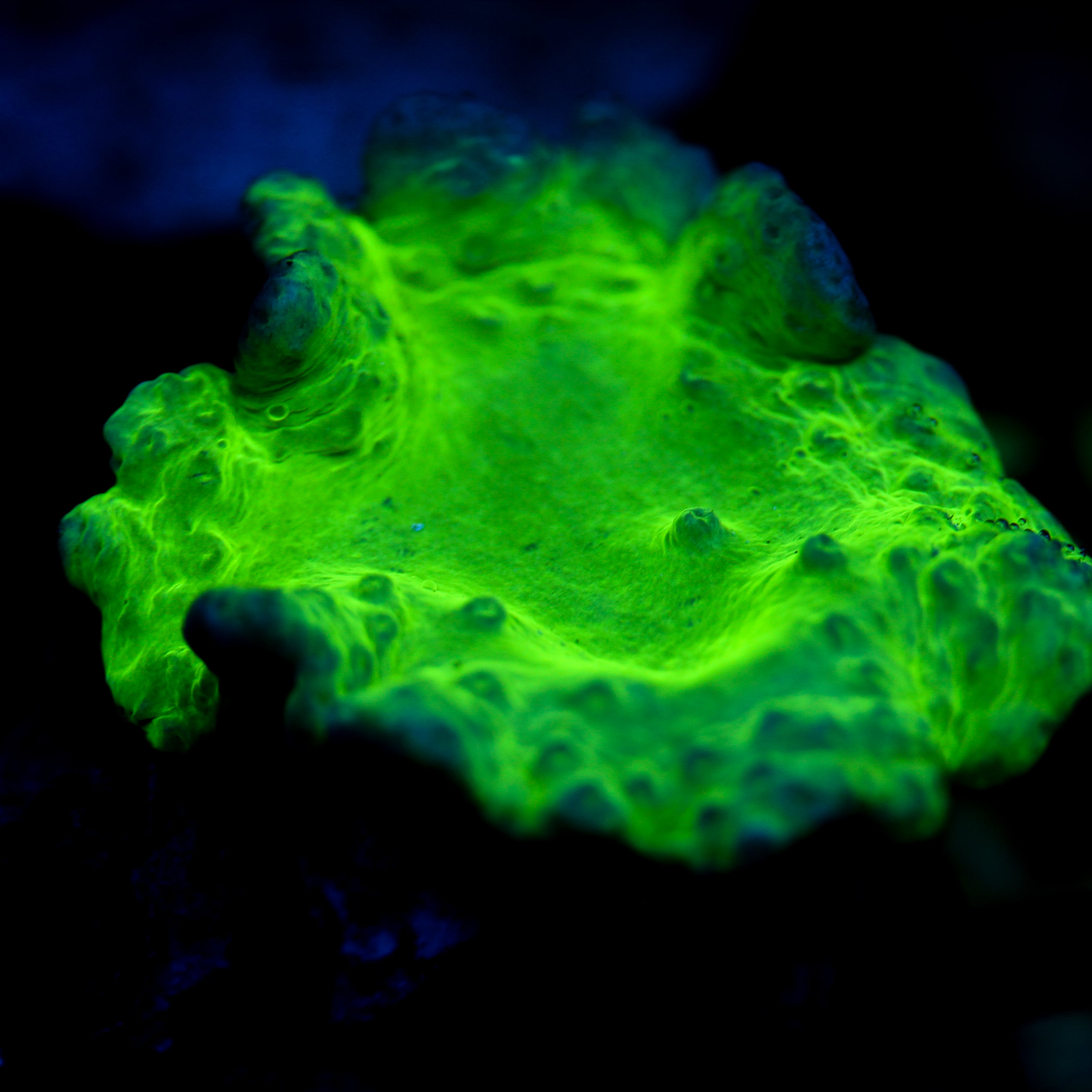 JC Cabbage Leather Coral 2.5"+