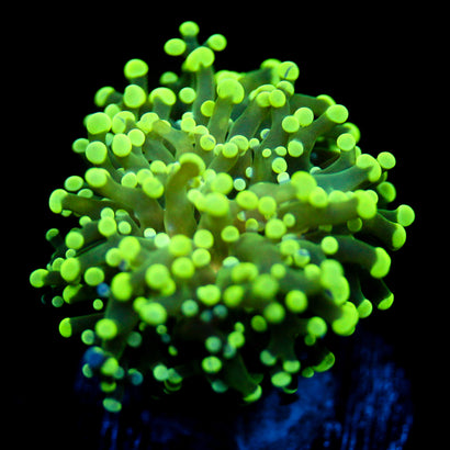 JC Slimy Octo