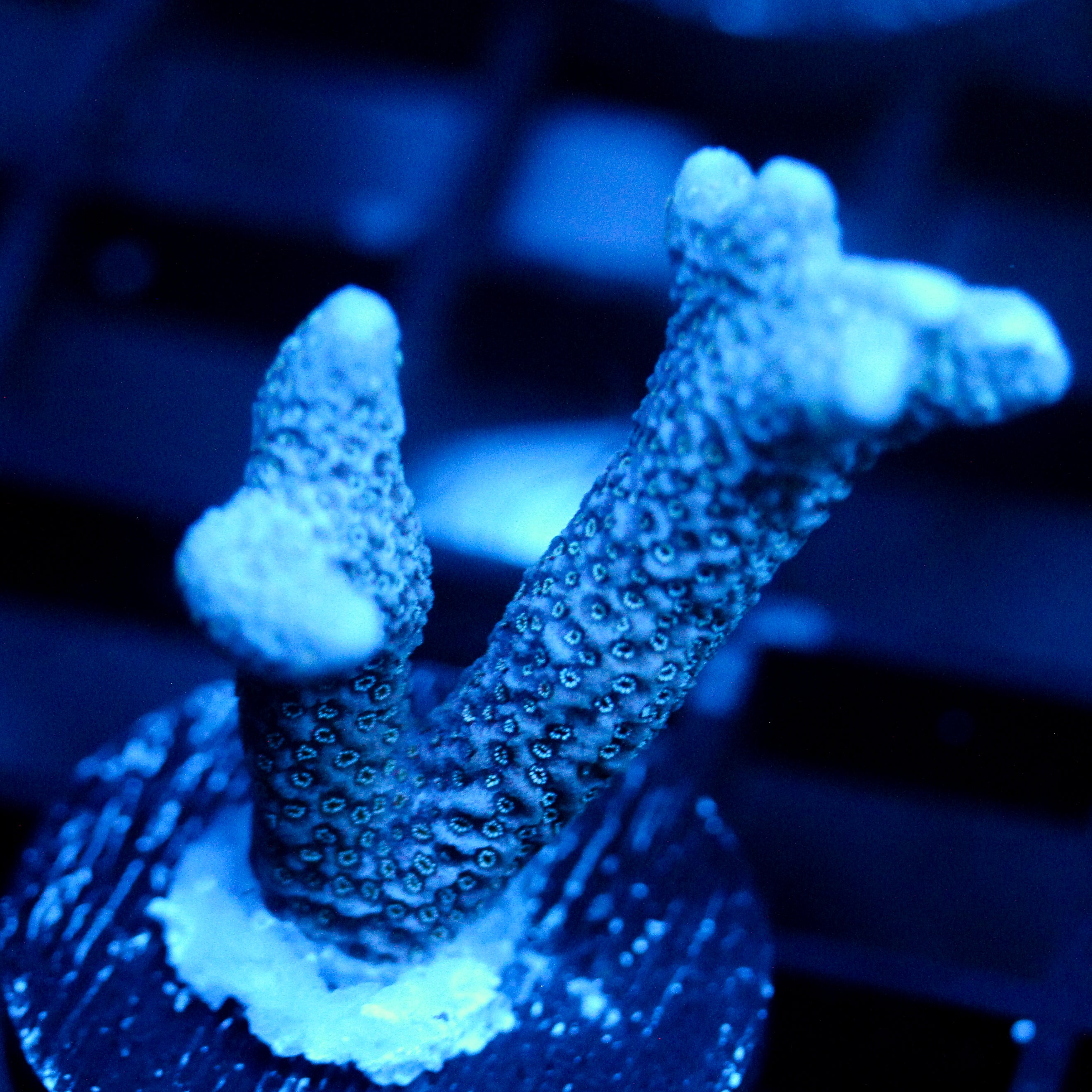 JC Dead Mans Fingers Digi Monti