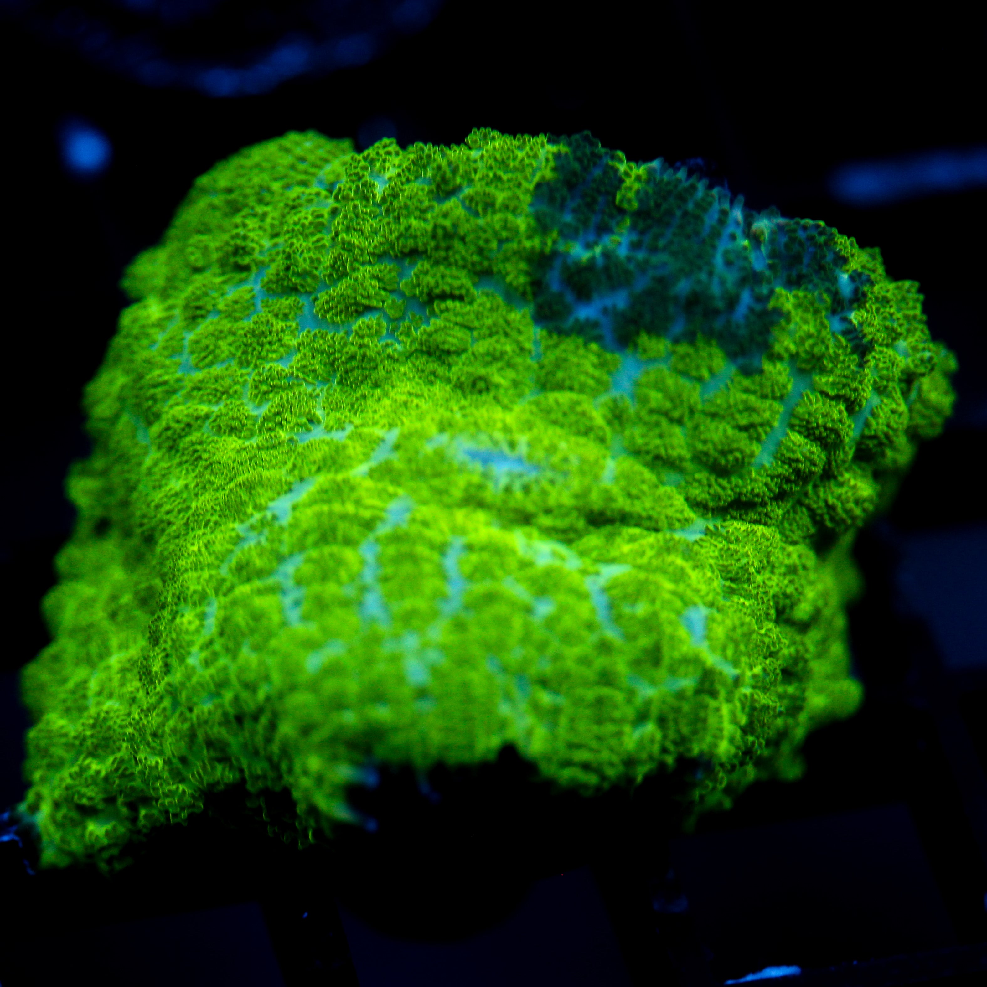 JC Kryptonite Rhodactis