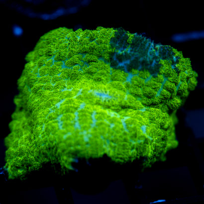 JC Kryptonite Rhodactis