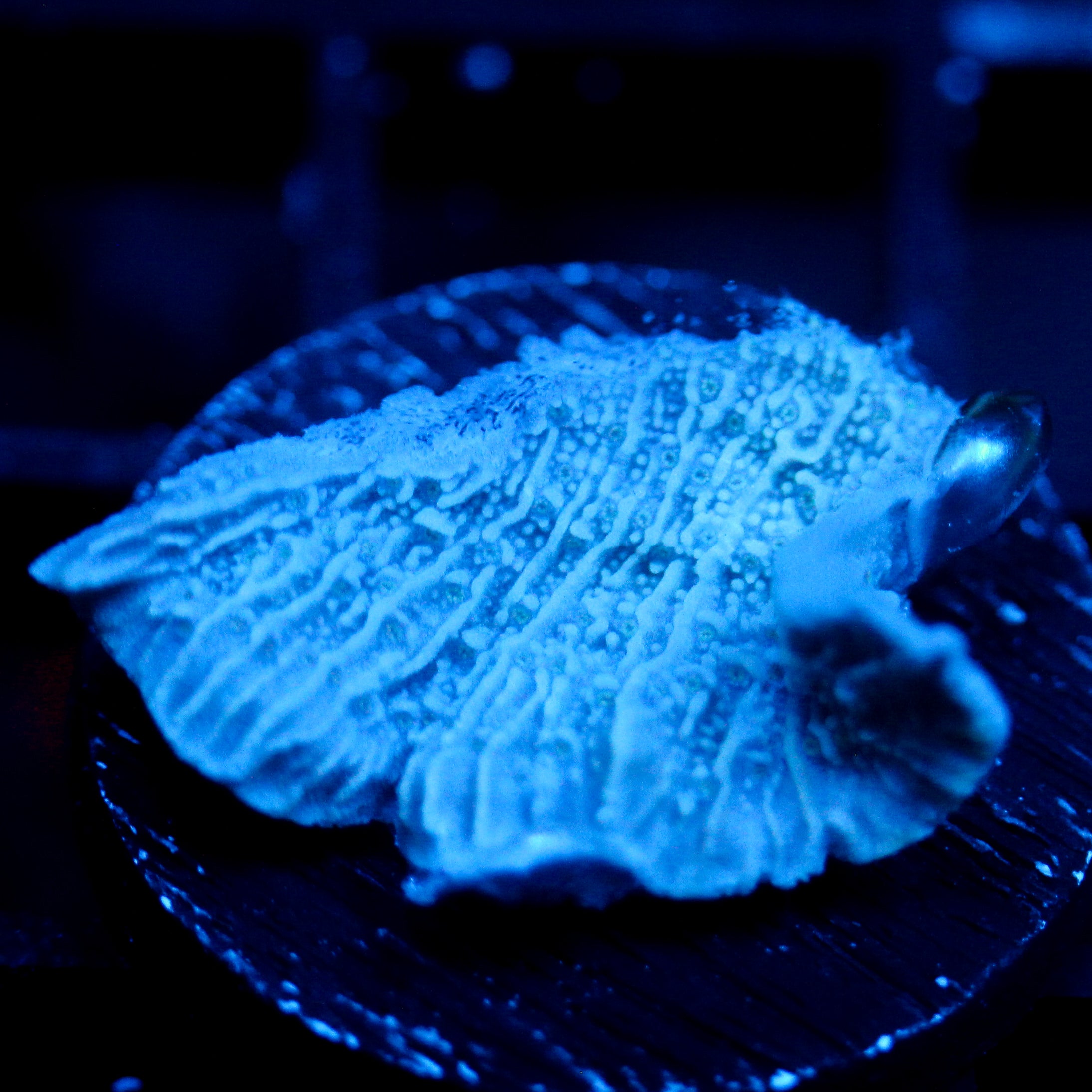 JC Blue Verth Monti