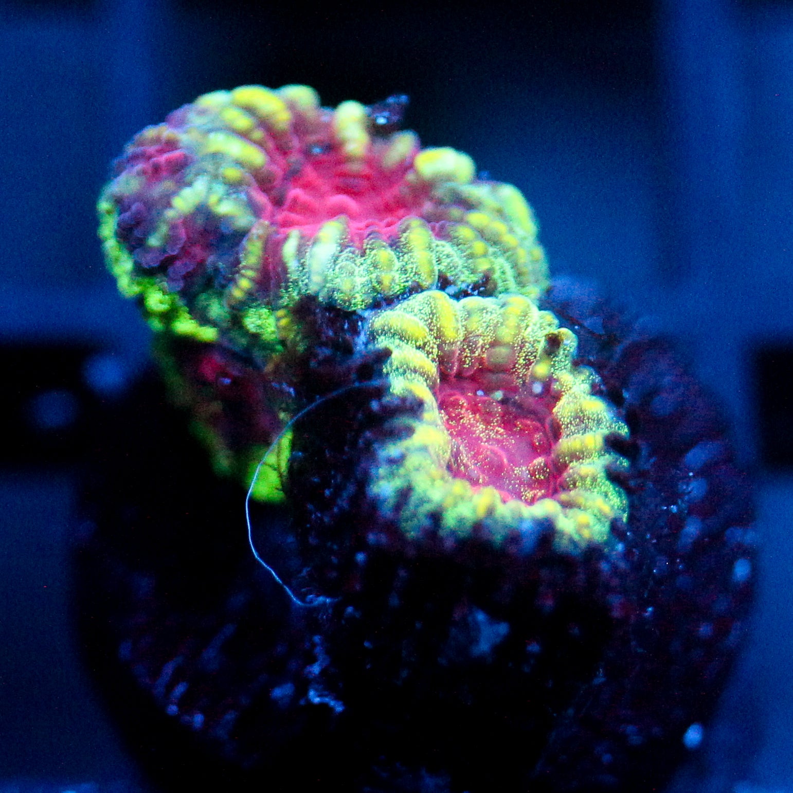 JC Demon Core Favia