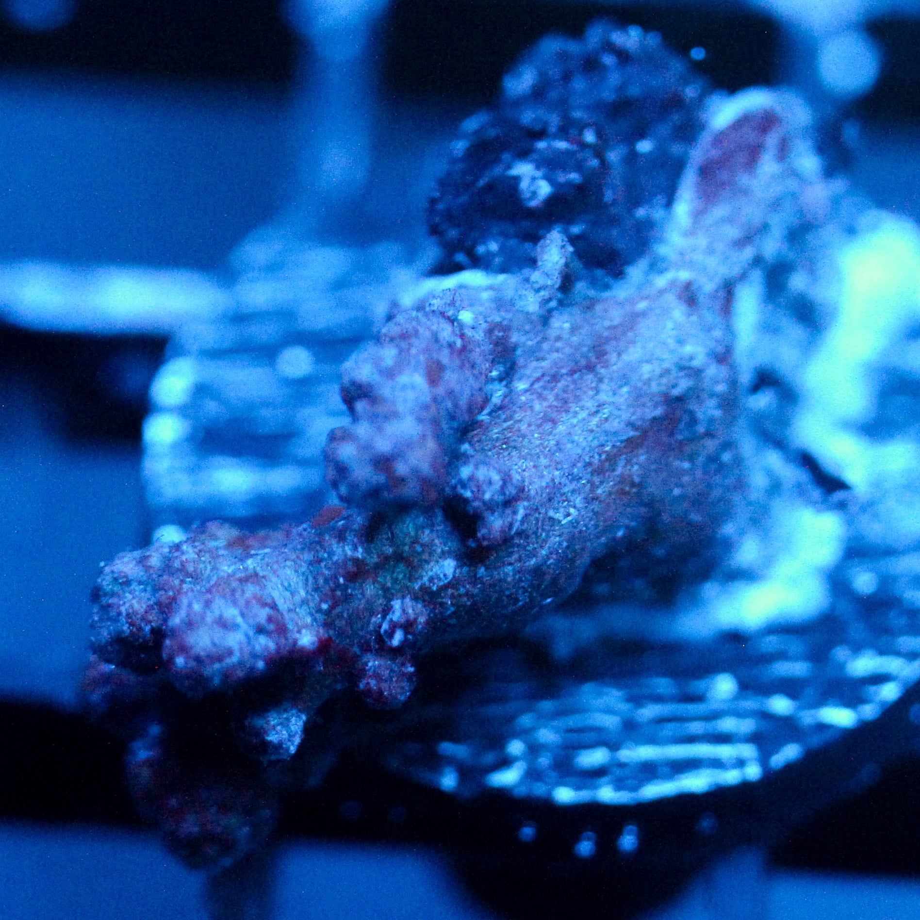 JC Dendronepthea Frag