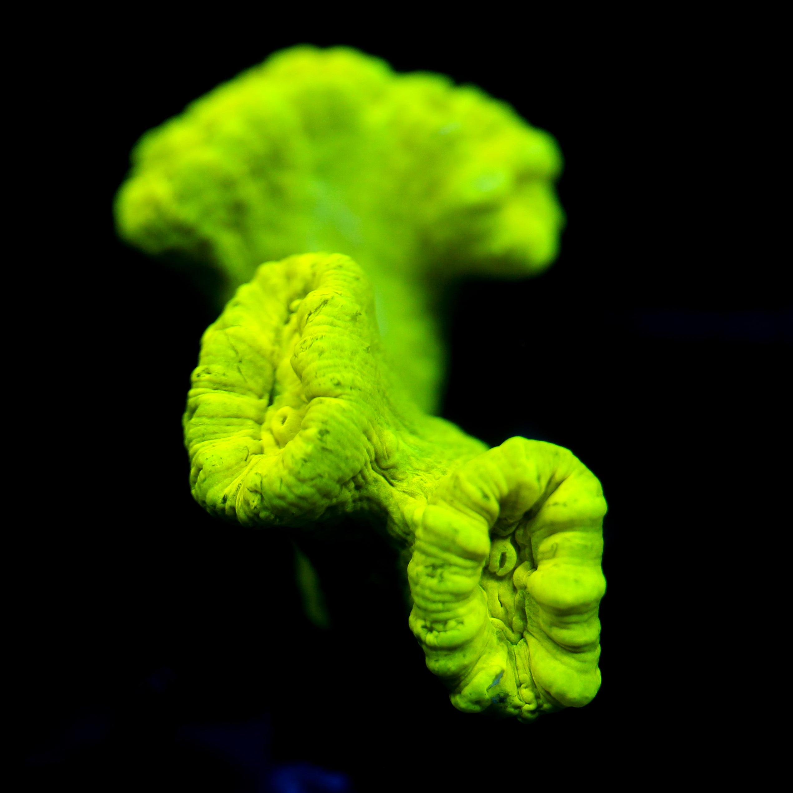 JC Neon Green Trumpet Coral
