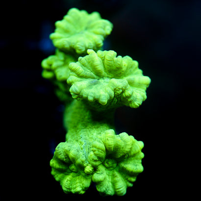 JC Neon Trumpet Coral 5+ polyps