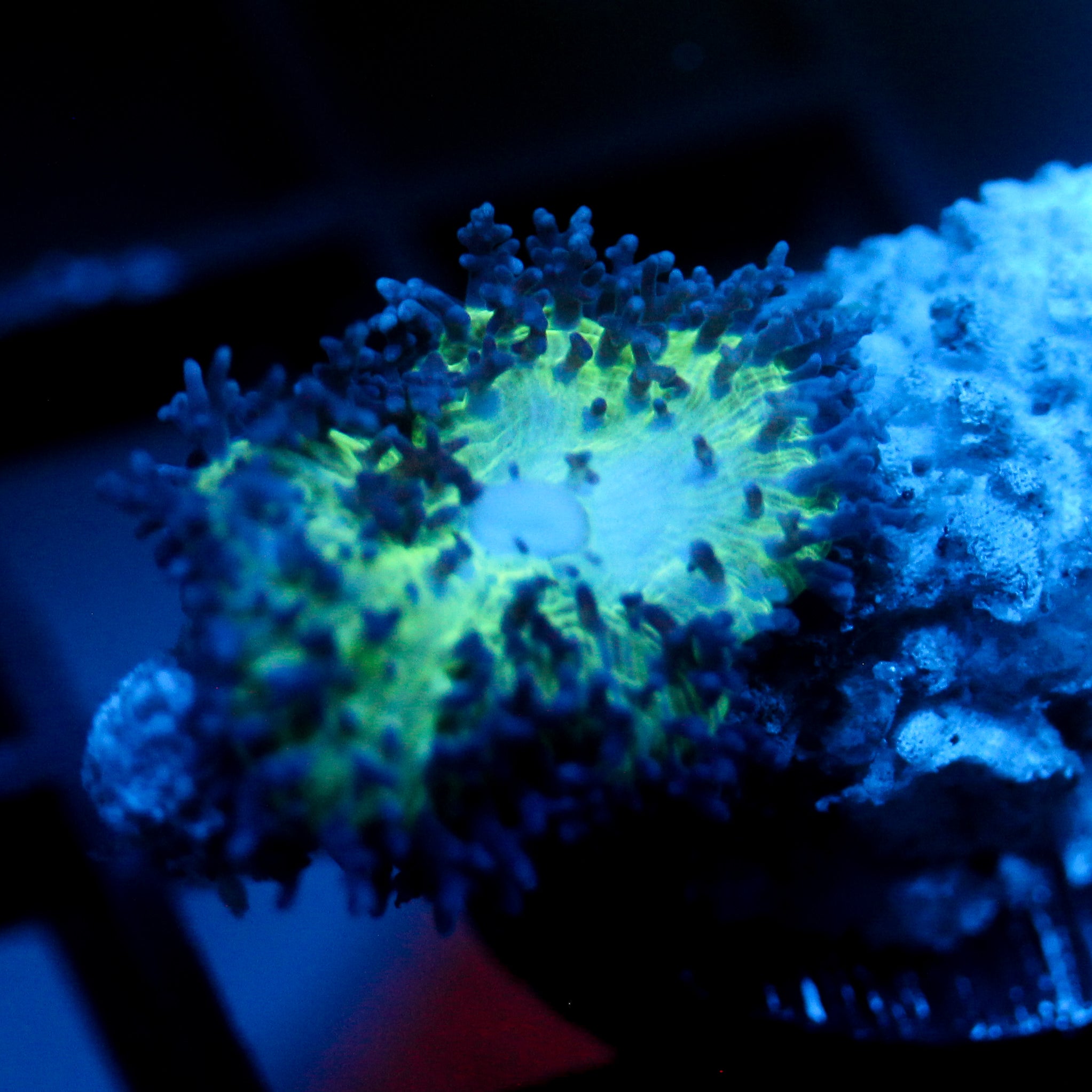 JC Fuzzy Mushroom