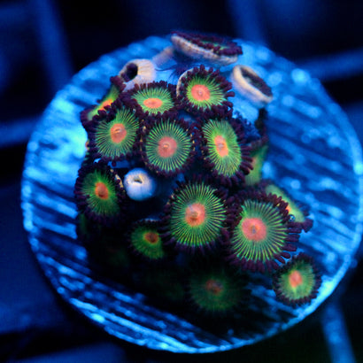 JC Alien Blood Zoanthid