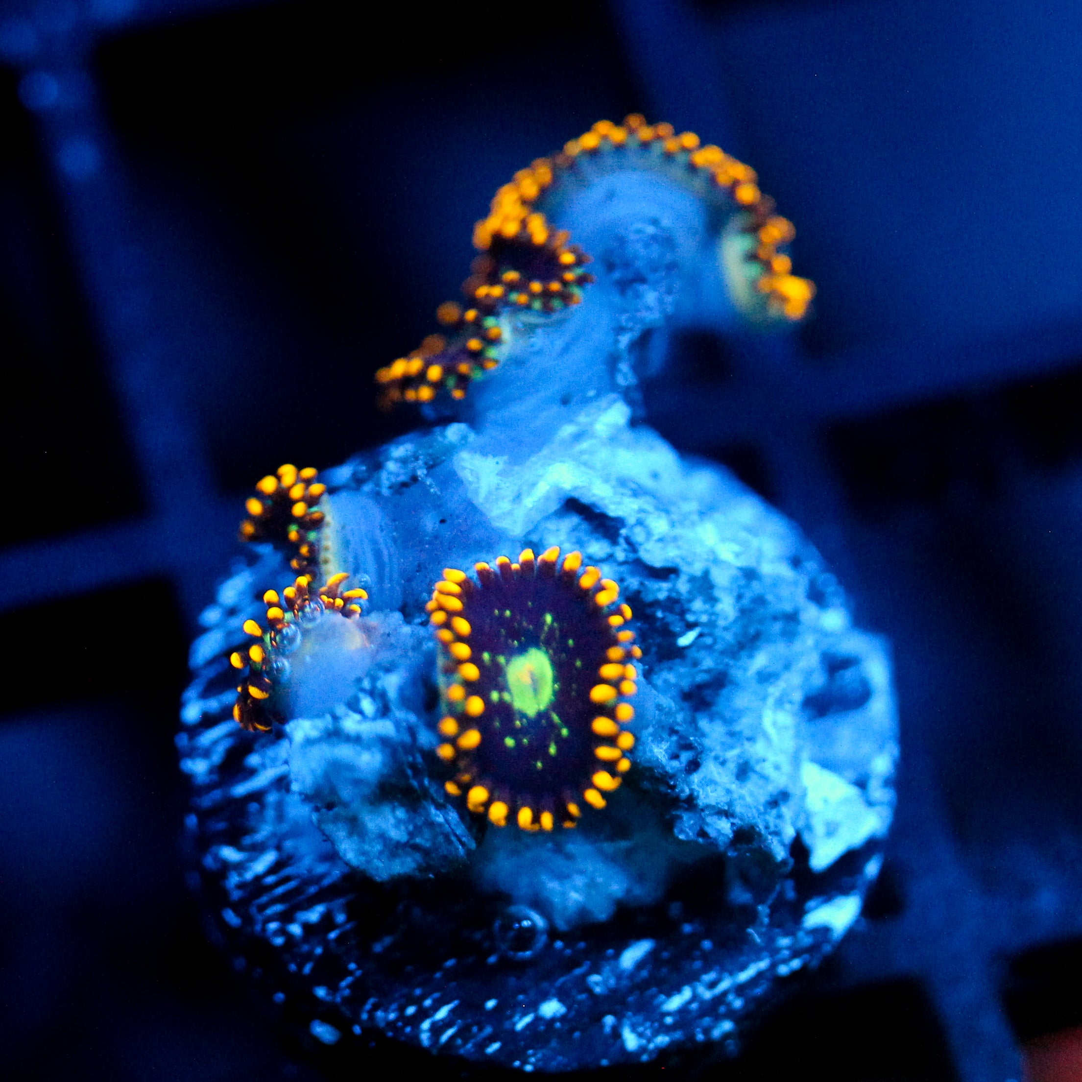 JC Dominator Zoanthid