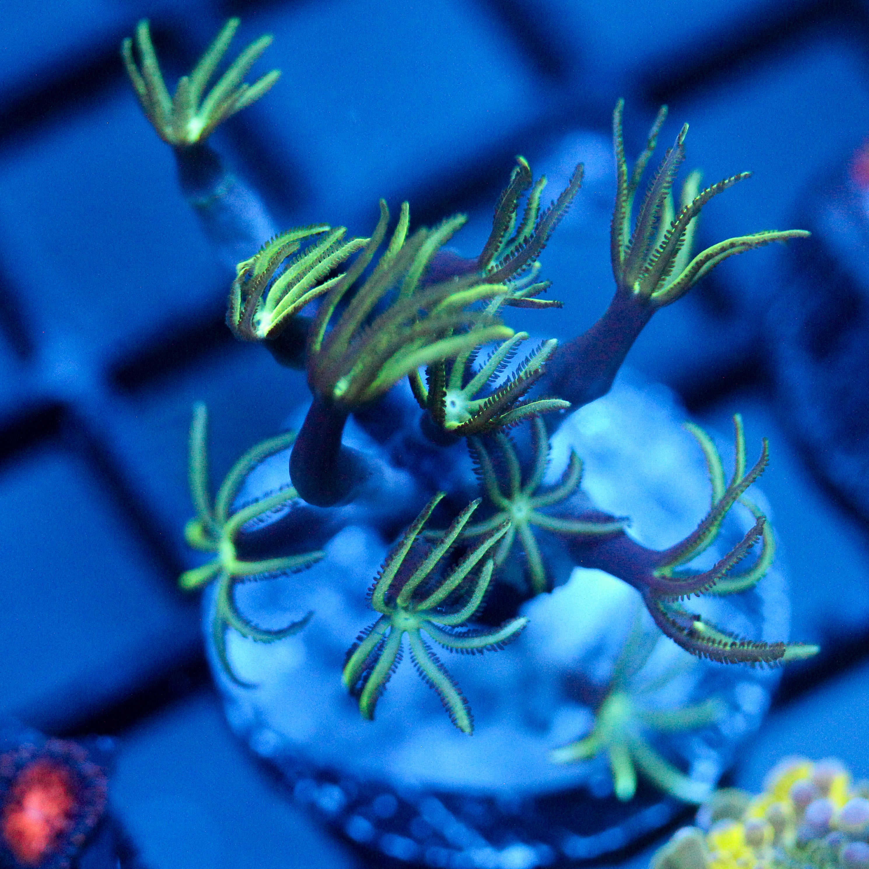 JC Pipe Organ Coral