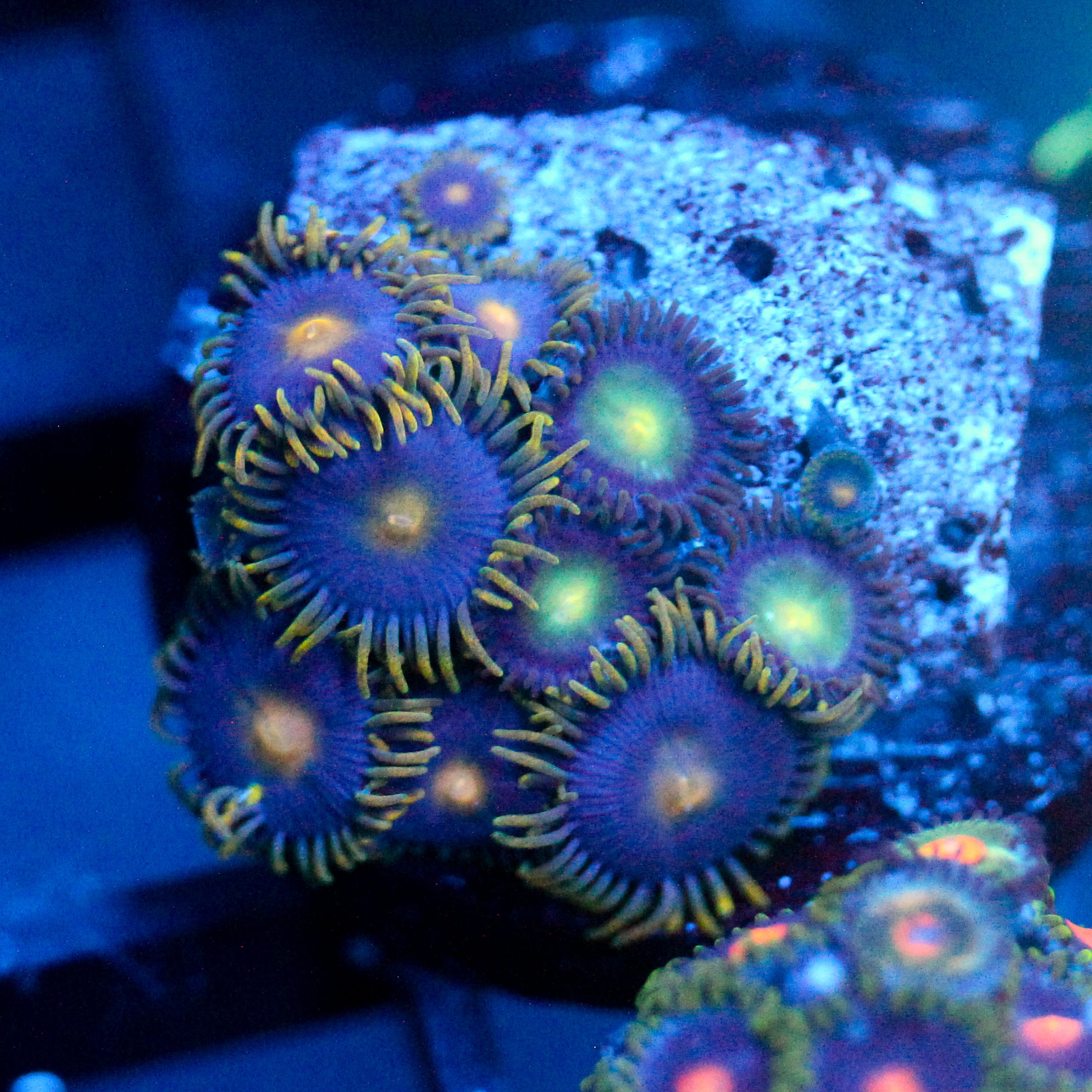 JC Gold Gobbler Zoanthid Mix