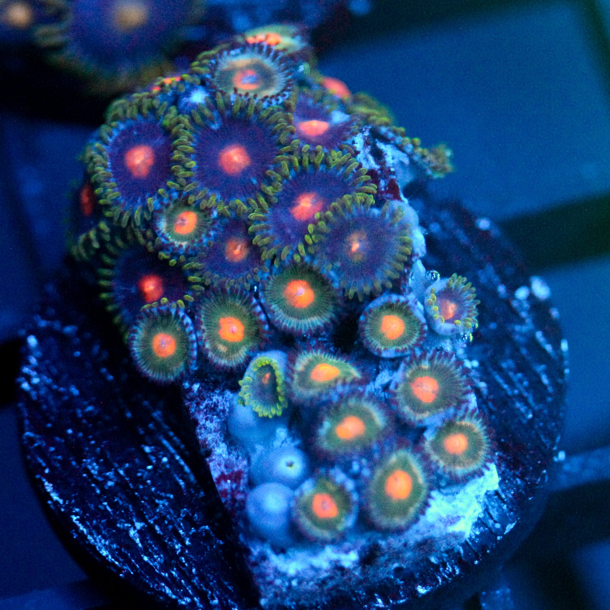 JC Green Crawler Zoanthid Mix