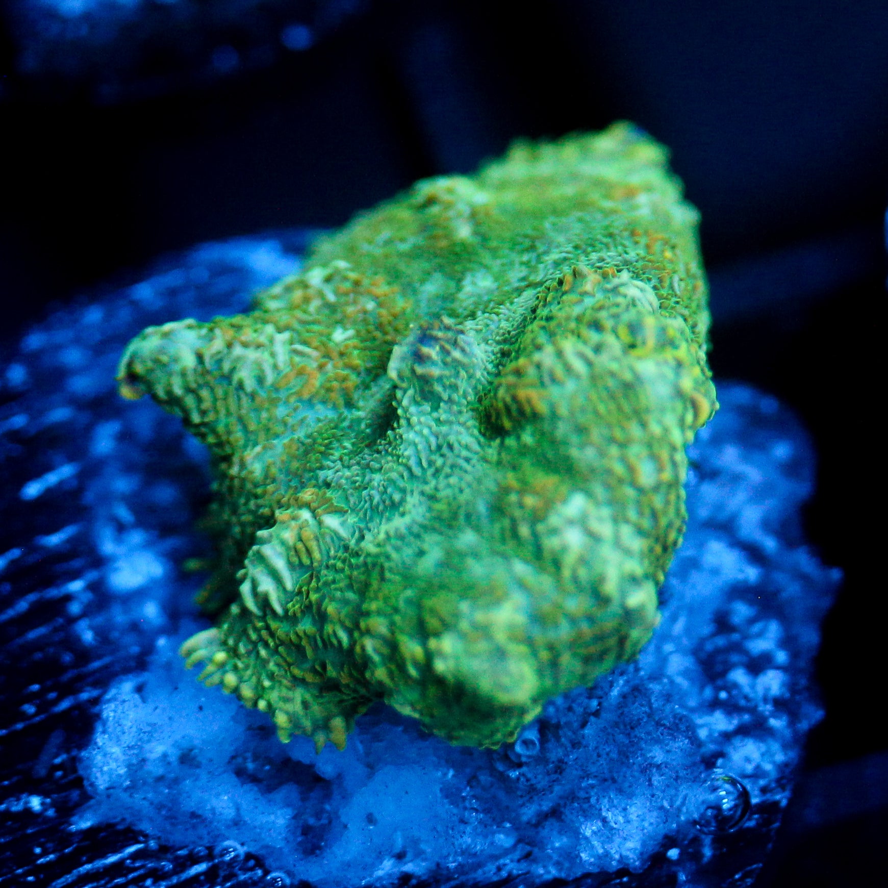 JC Lush Biome Rhodactis