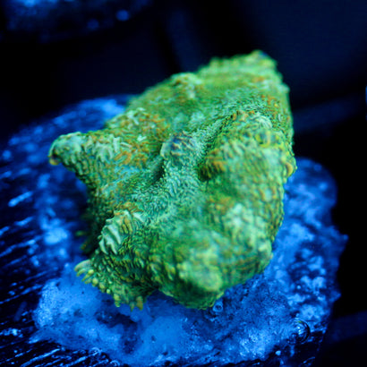 JC Lush Biome Rhodactis