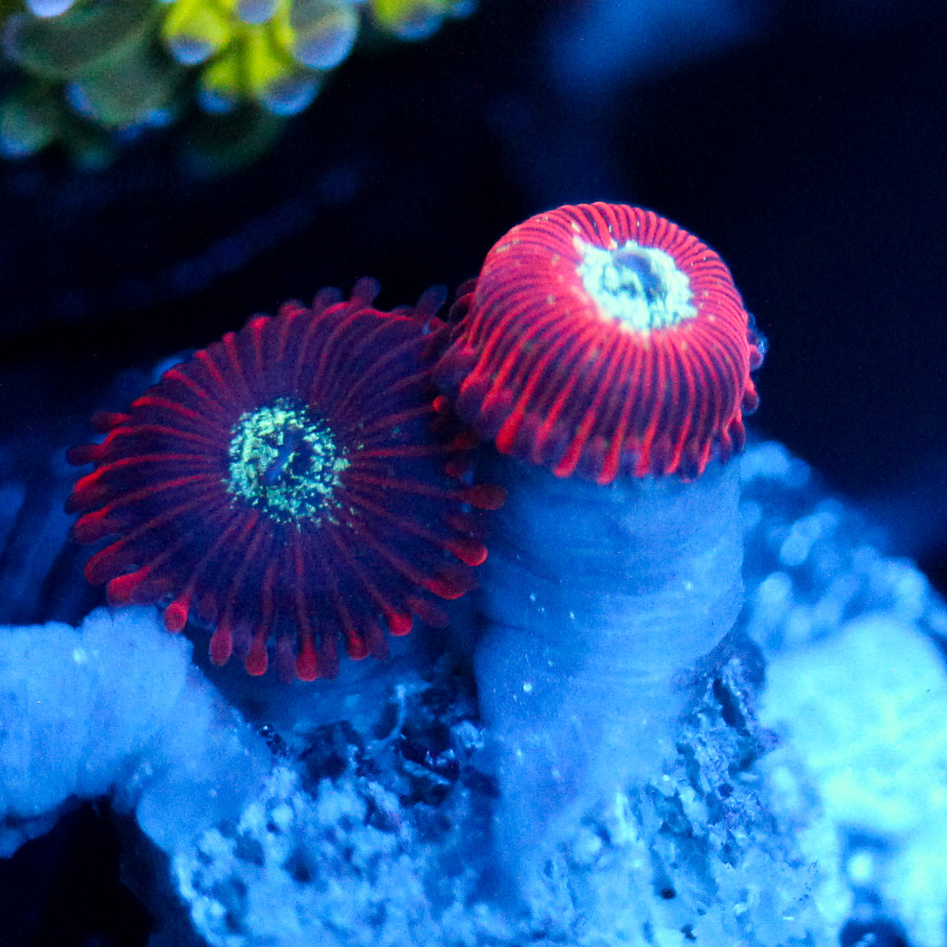 JC Magician's Zoanthid