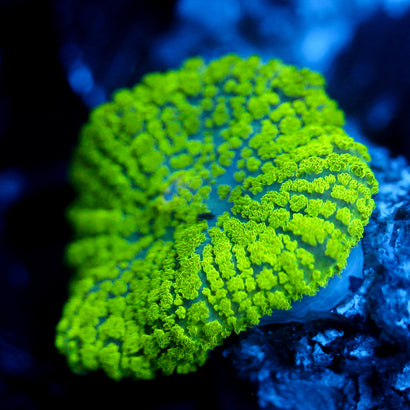 JC Neon Green Rhodactis