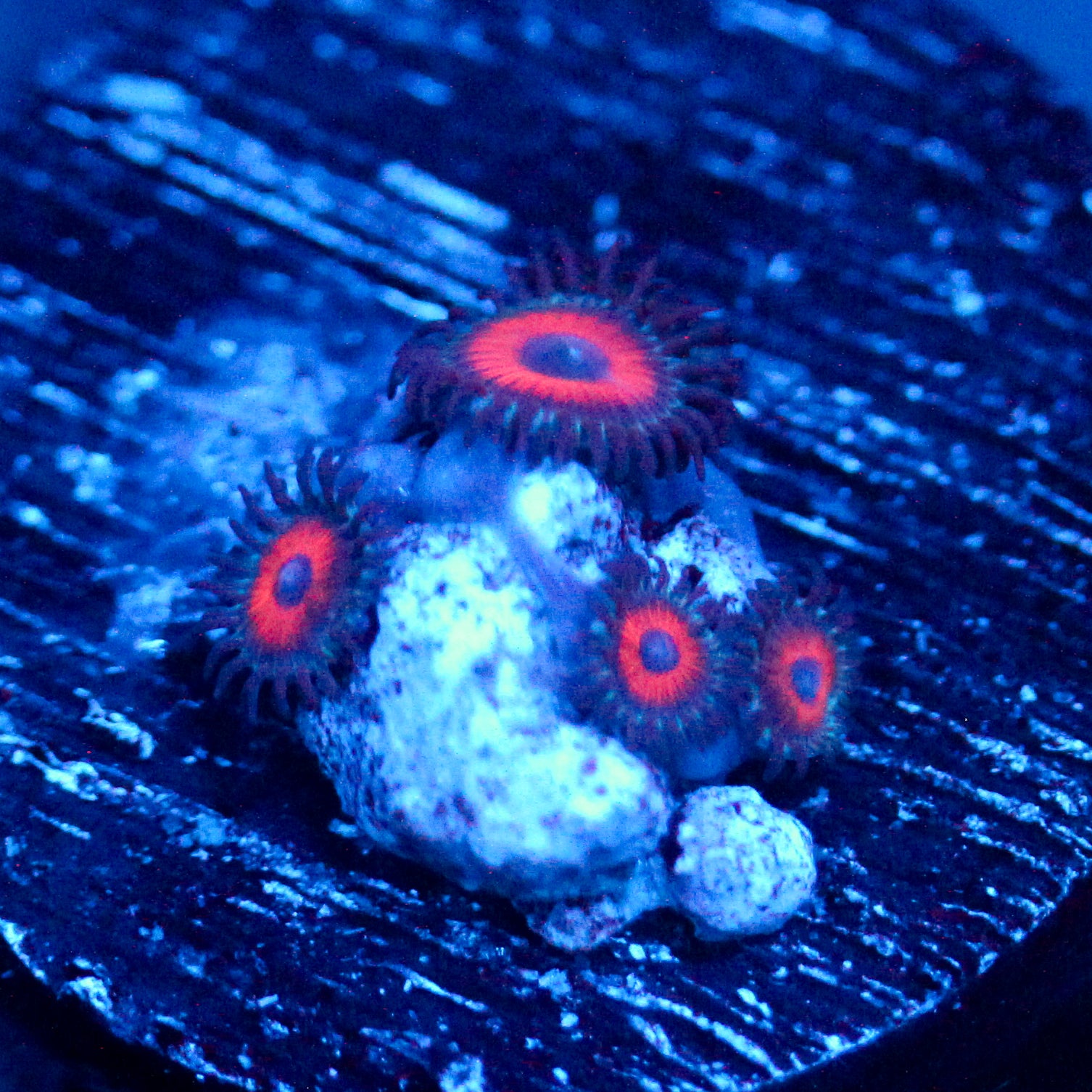 Jason Fox Fairytale Zoanthids