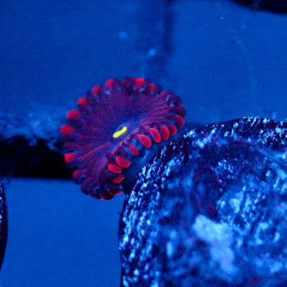 JC Purple People Eater Zoanthid