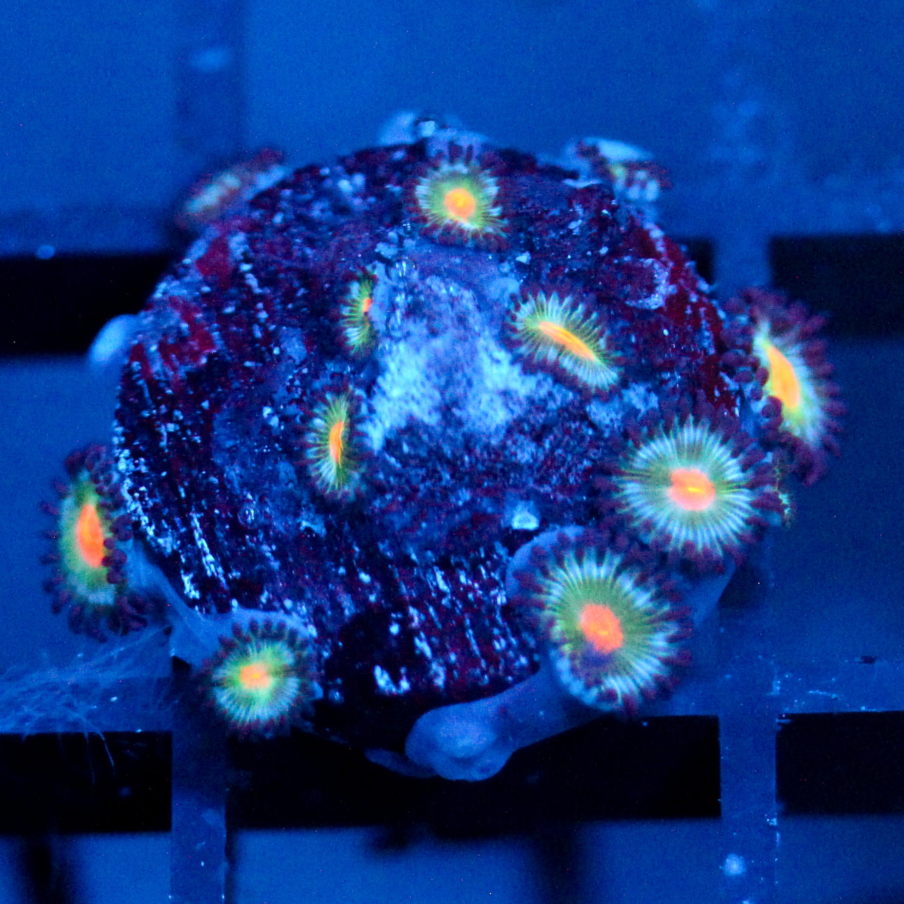 JC Blue Raven Zoanthid