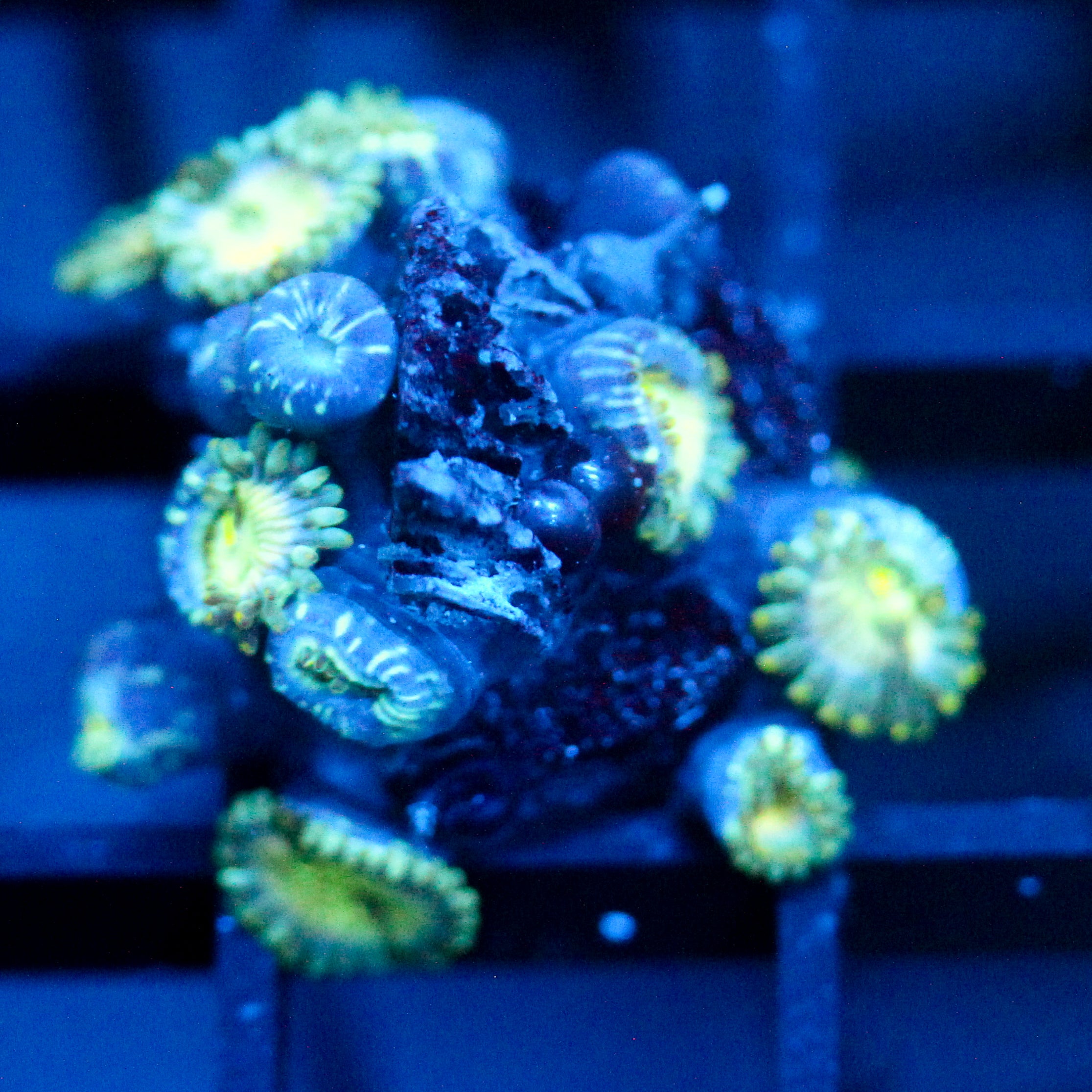JC Hawaiian Ding Dang Zoanthid