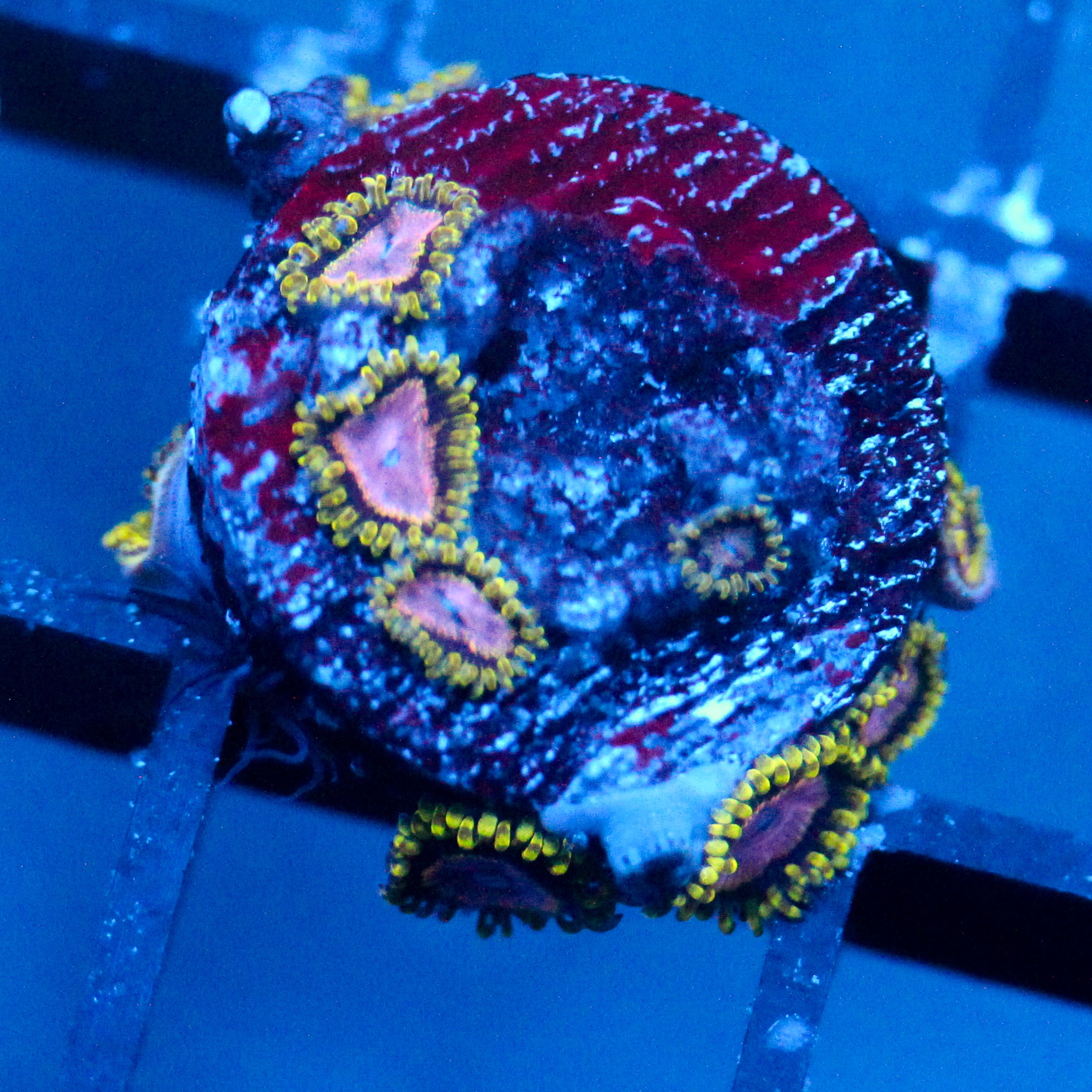 JC Purple Monster Zoanthid .
