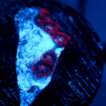 JC Peach Blaze Zoanthid