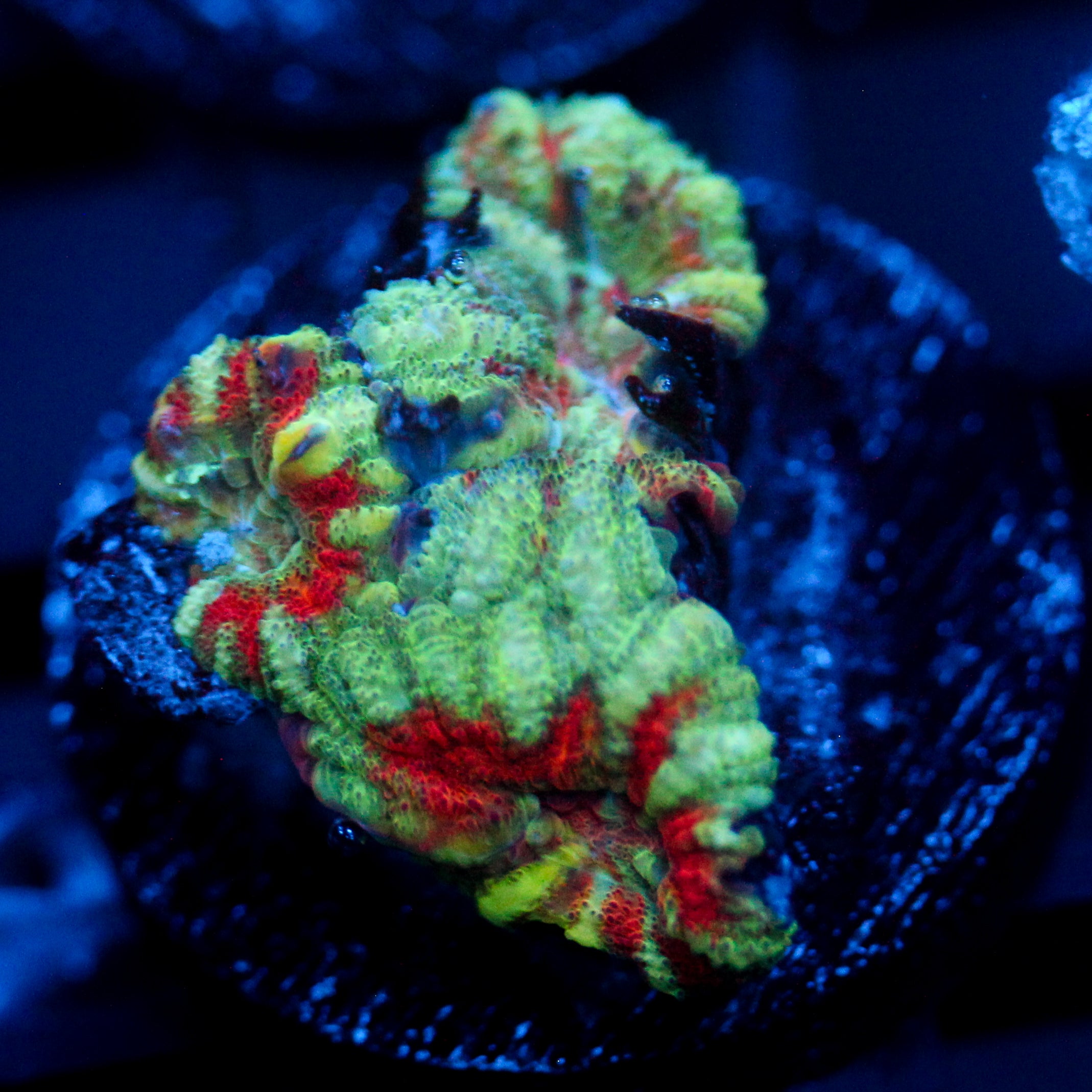 JC Minty Tiger Acan