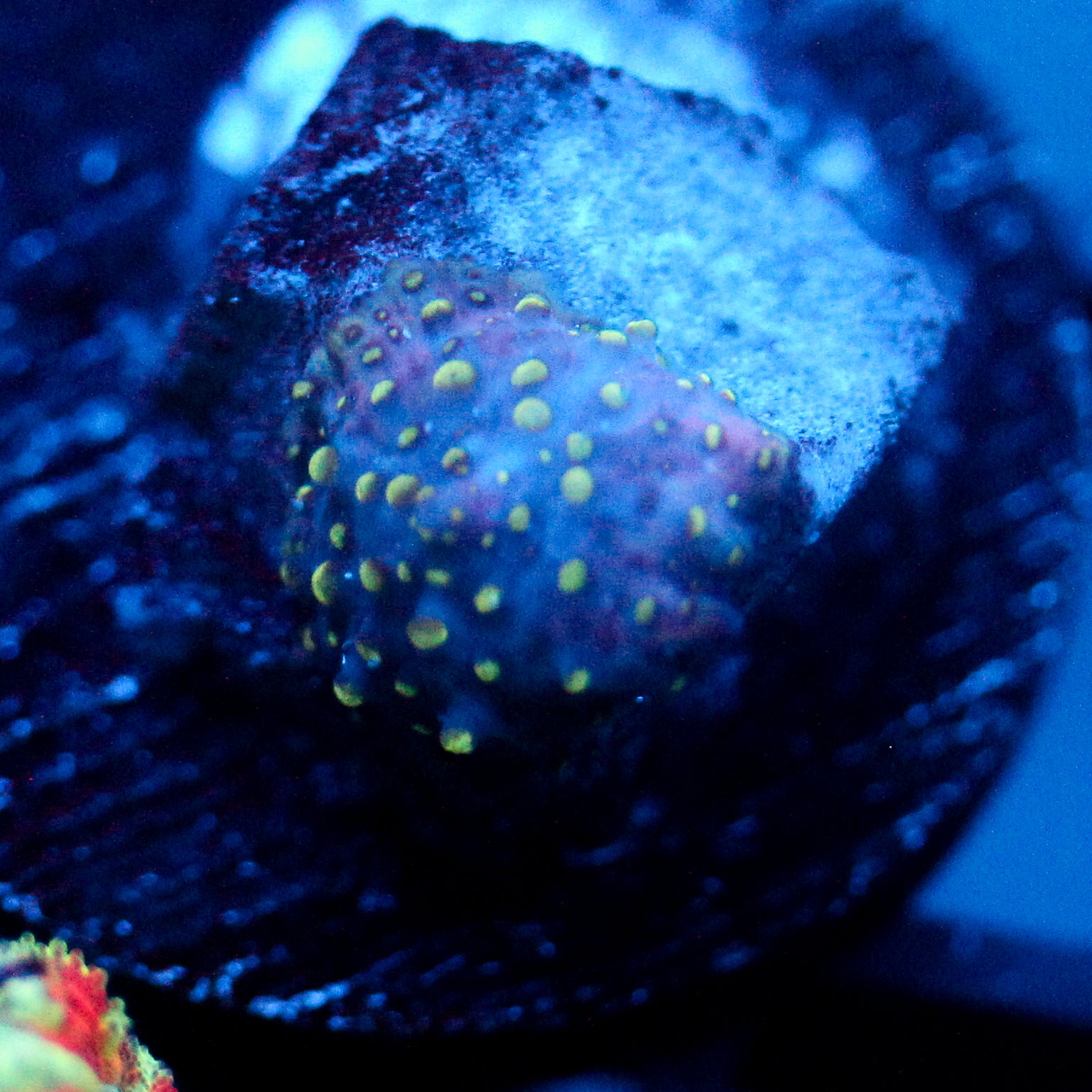 JC Lava Lamp Discosoma