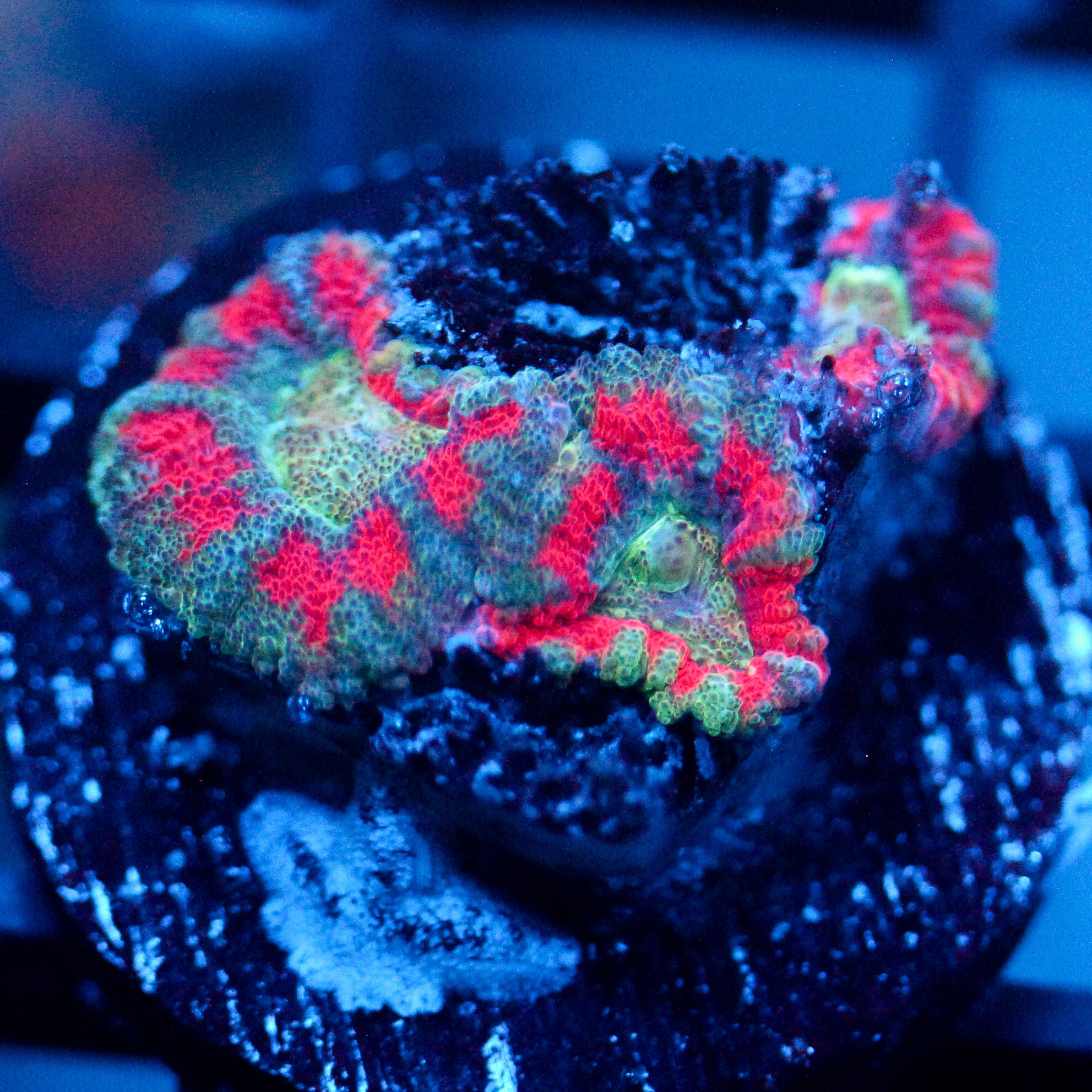 JC Teal Tiger Acan