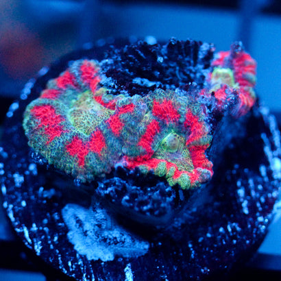 JC Teal Tiger Acan