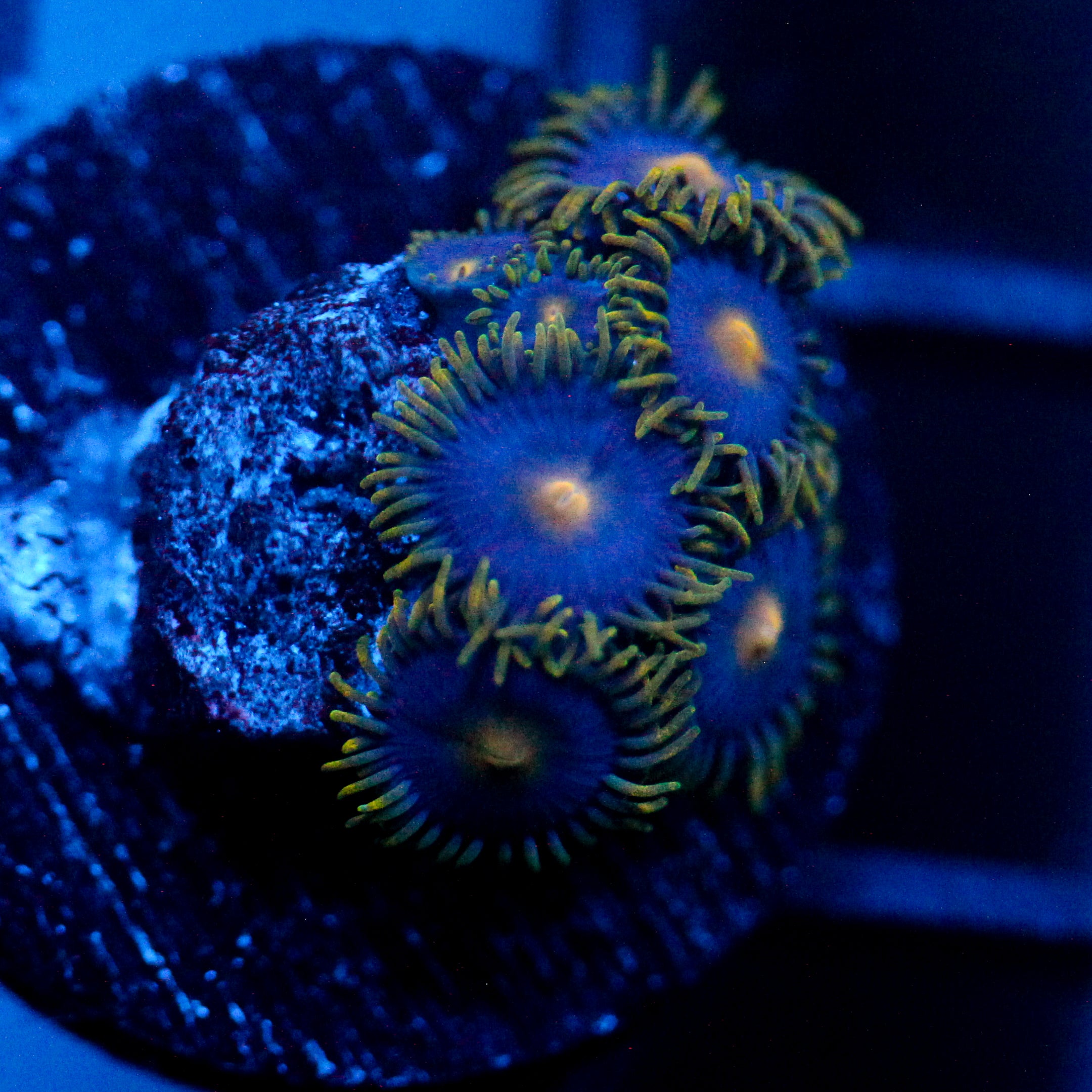 JC Gold Burn Zoanthid
