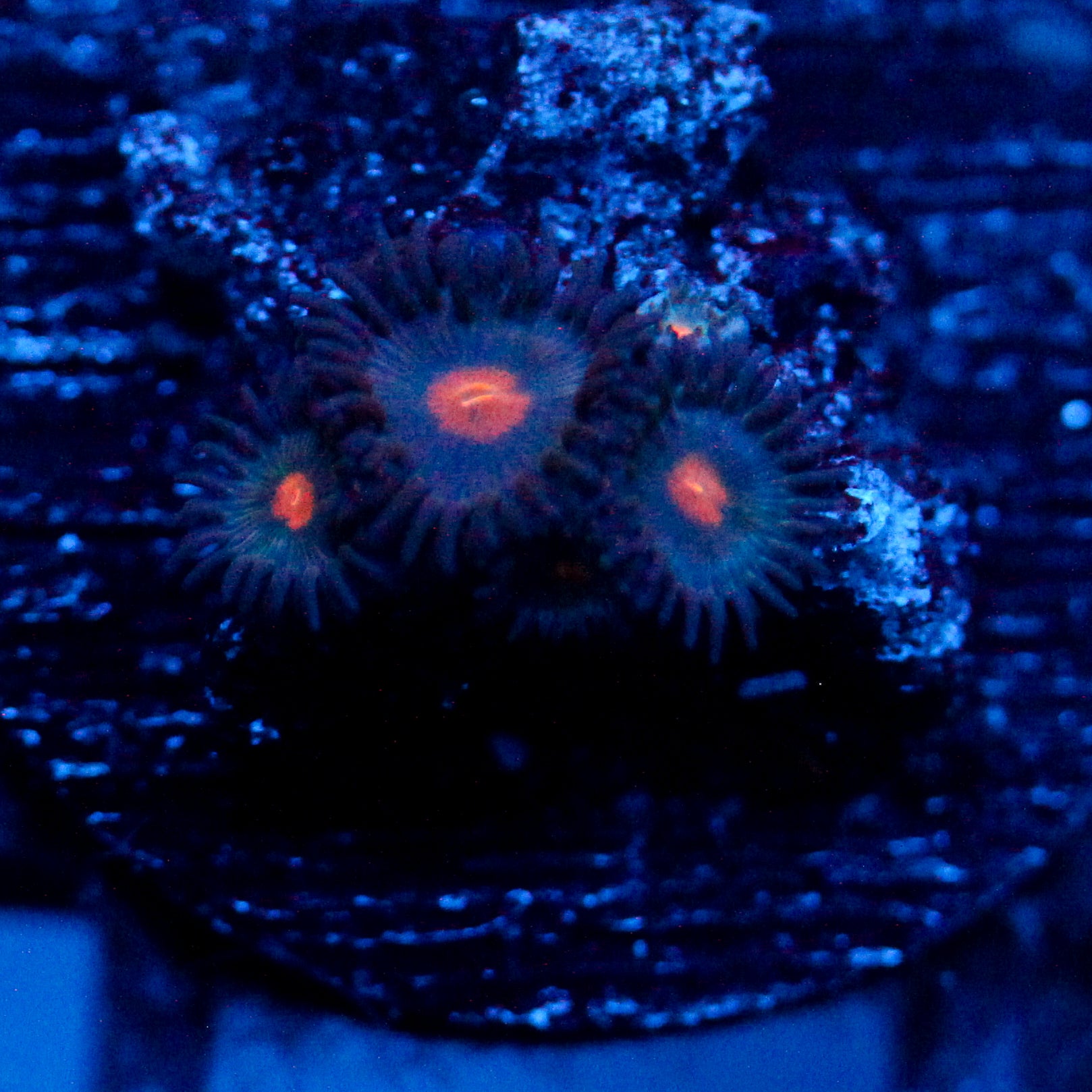 JC Dominion Zoanthid