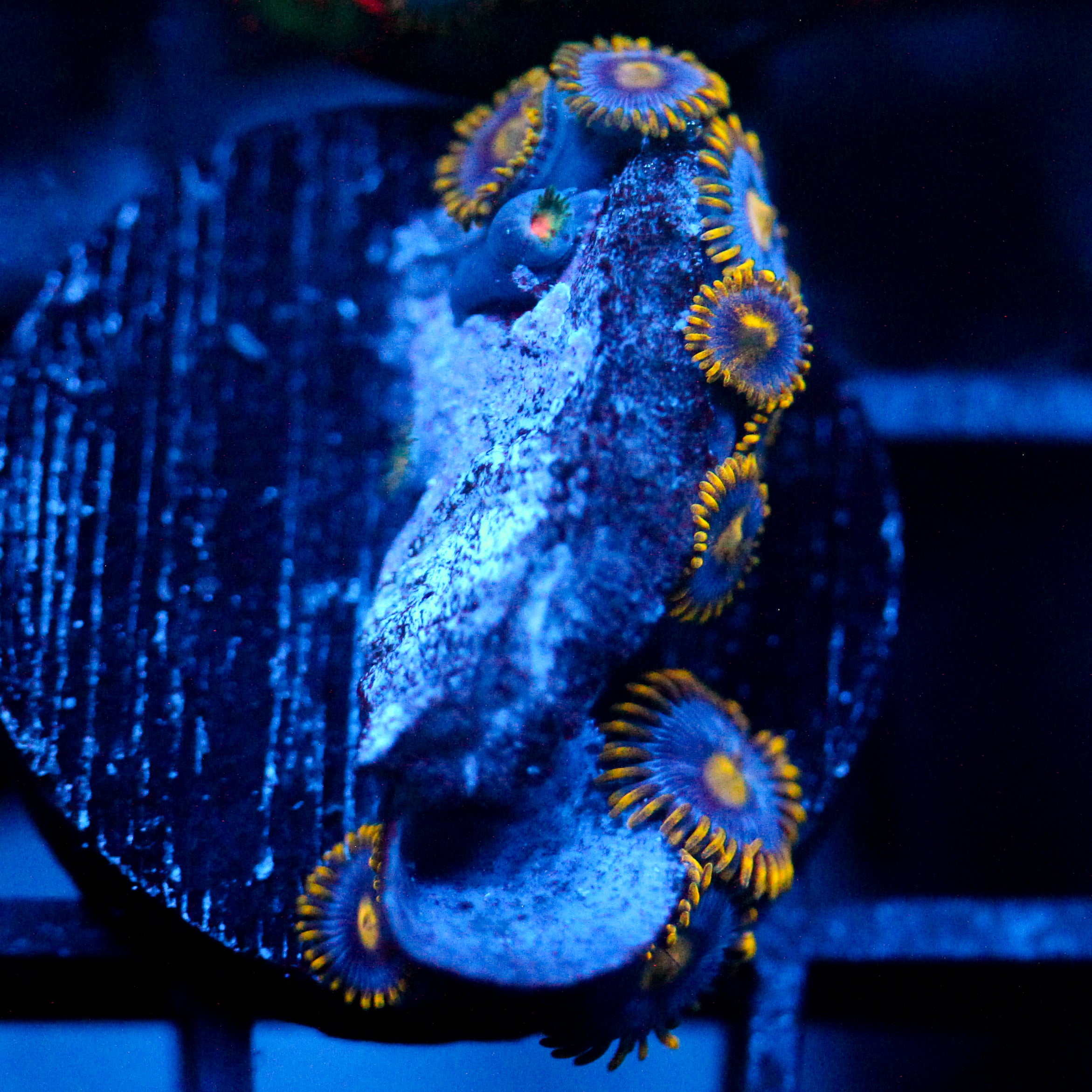 JC Gold Burst Zoanthid