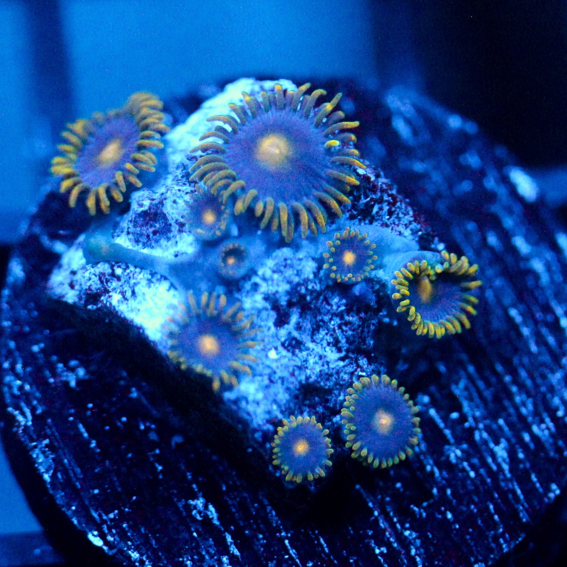 JC Gold Burst Zoanthid