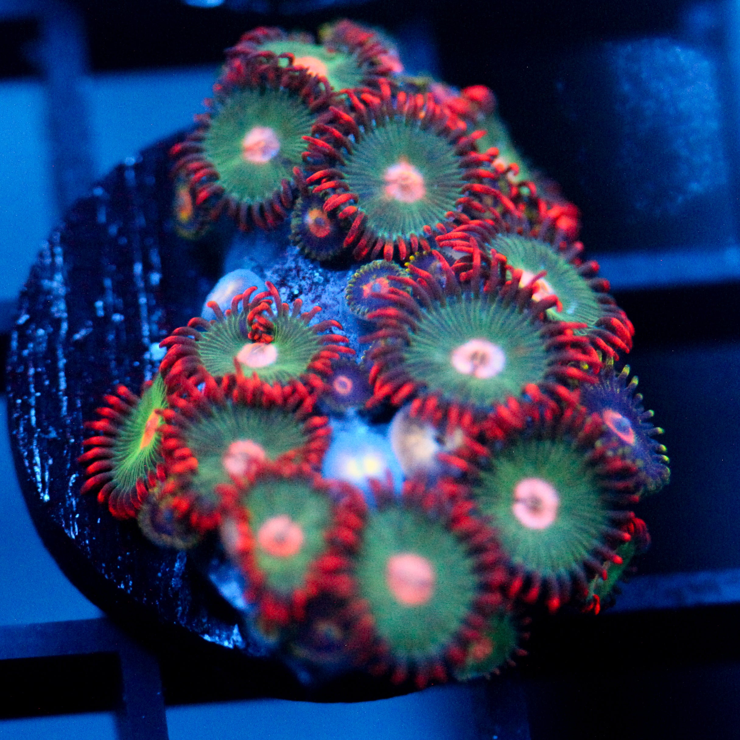 JC Gatorade Zoanthids